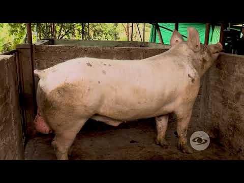 , title : 'Líneas genéticas para la producción de carne - La Finca de Hoy'