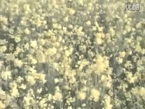 蒙根花 插曲 (1978)