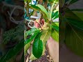 Spring blooming Loquat?
