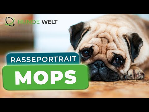Mops - Rasseportrait | Herkunft, Charakter und Gesundheit