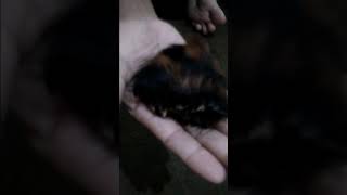 Download lagu II. MUSTIKA KANTONG MACAN & BATU MUSTIKANYA. (17717) mp3