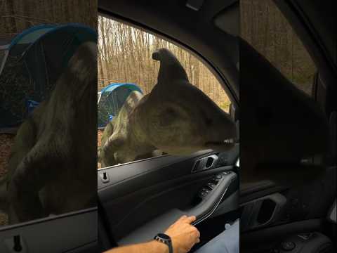 I would literally forget how to drive. Jurassic World: Chaos Theory is now playing!