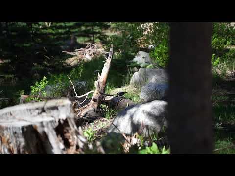 Pine Grosbeak, female