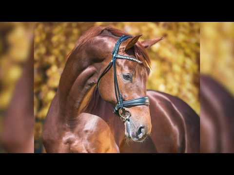 Dimagico, geb. 2014, v. Dimaggio - Jazz Time - Escudo I