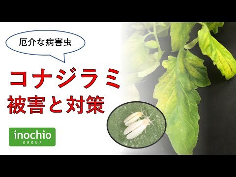 植物についたコナジラミを駆除する方法