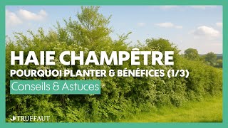 Haie champêtre : pourquoi planter et quels bénéfices