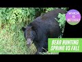 Bear hunting | Which is better: Spring or Fall?