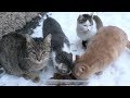Cats Eating Food On The Snow