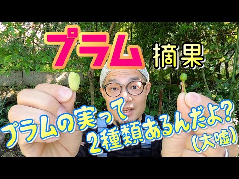 園芸 プラムセケイトウ