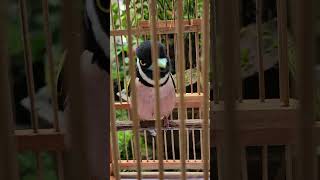 Download lagu Burung Sempur Hujan Antik Gacor mp3