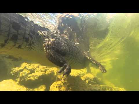 Change swimming animation for argonians — Elder Scrolls Online Change swimming animation for argonians — Elder Scrolls Online