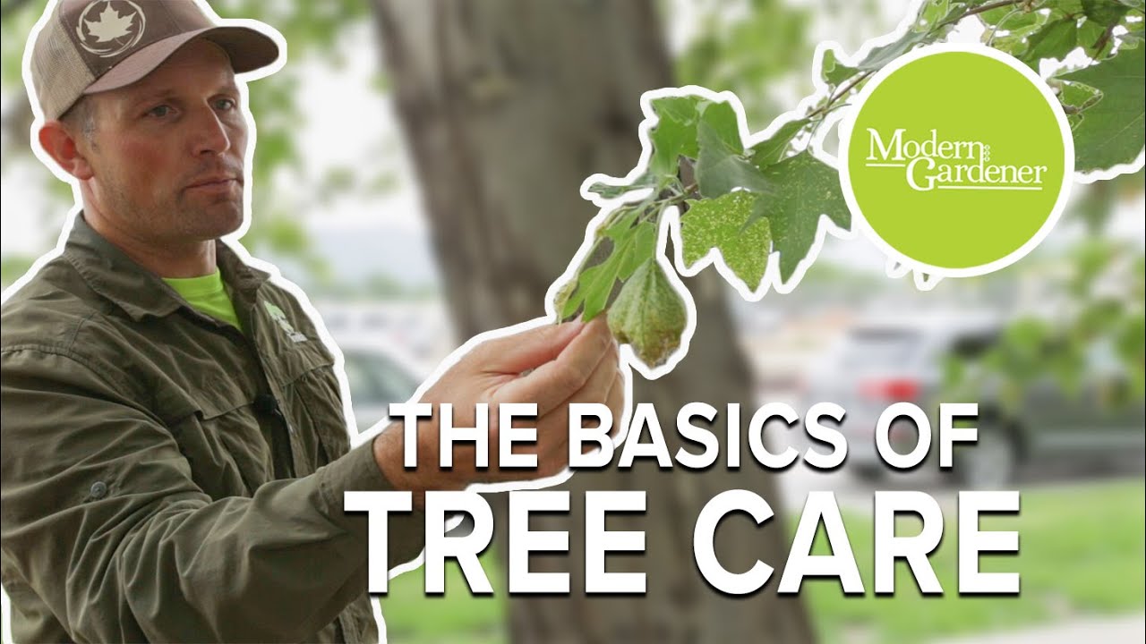 How to Care for Trees with TreeUtah