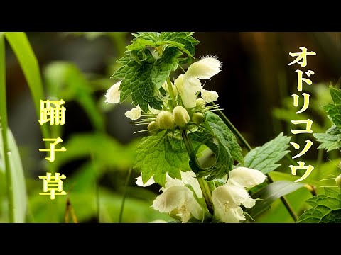 オドリコソウは食用ですか? 植物