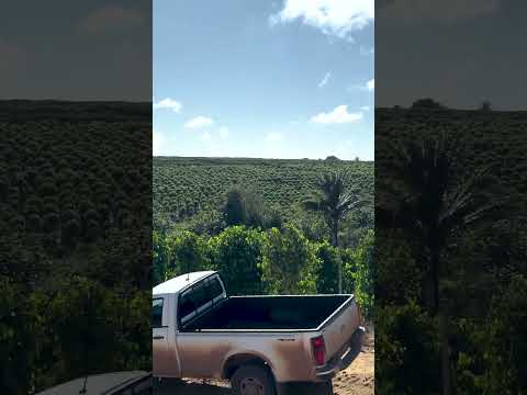 Varias culturas em uma mesma área aqui em Jaguaré, Espírito Santo