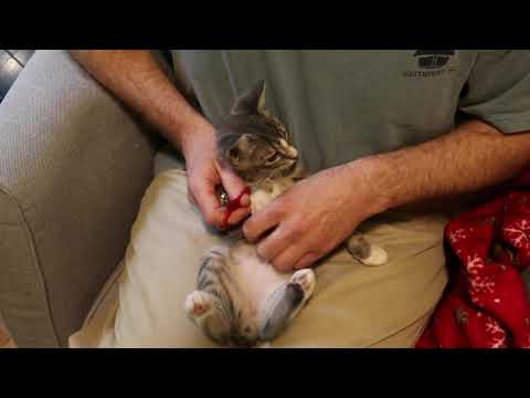 Adventures with Andi Episode 8: Trimming Cat Claws