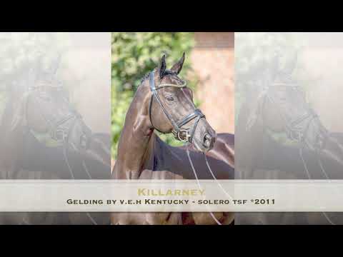 Killarney *2011 Gelding by V.E.H Kentucky - Solero TSF