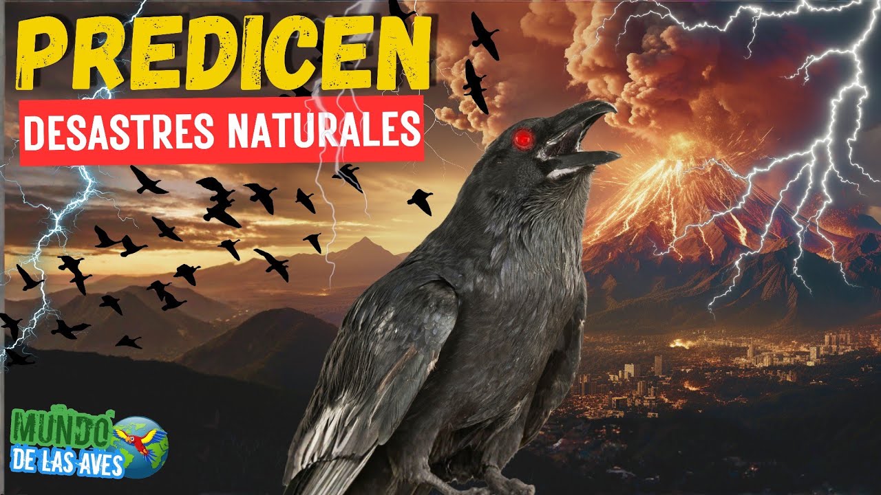 ¿Como saben que va LLOVER? ¡LAS AVES NUNCA FALLAN!