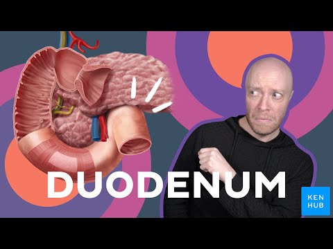Duodenum: Anatomy and function | Kenhub