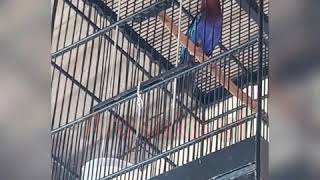 Download lagu Tengkek Raja Udang Cililin KW mp3