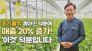 토마토 농사 매출 20% 증가! 초기 활착 & 수확량 모두 잡은 비결은?