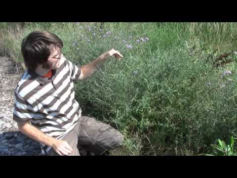 Spotted Knapweed, identification of the Wisconsin Invasive Species Centaurea stoebe