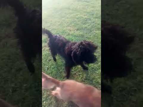 Batson's Happy Dogs video.