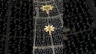 This is #tenerife #santacruz #cruiseport inside the lovely #christmastree #canaryislands Dec 2025