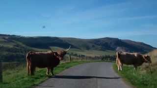 Driving Past Highland Cattle On The Road In Scottish Highlands