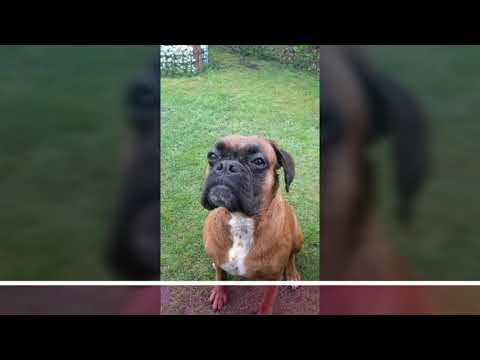 Albert Goes To Fechenheim "Fiene" und "Long train running"