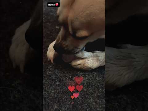 Nadia♥️🐾cold treat #dogshorts #nadia #cute