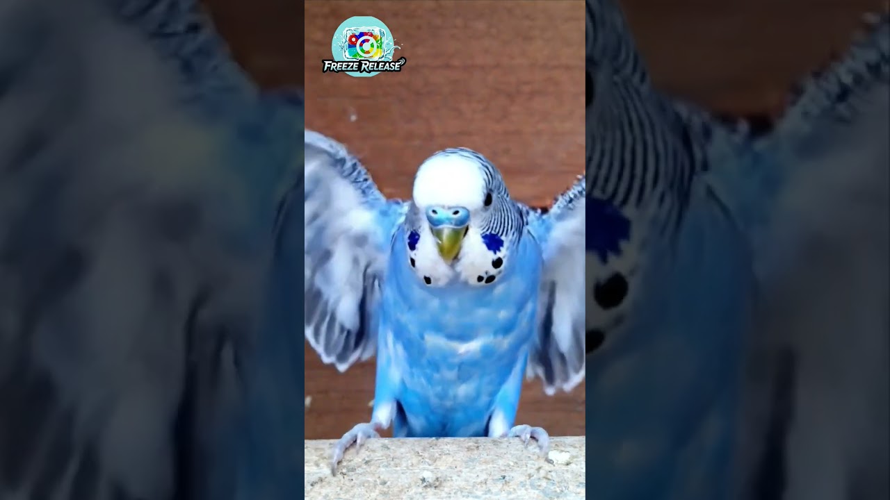 Beautiful Blue Budgie Showing Its Wings | Cute Parrot Slow-Motion Video