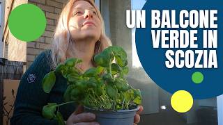 🌿Mettiamo a posto il balcone | QUANTO DURERA' IL BASILICO IN SCOZIA? 🌿