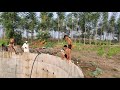 Swimming In Deep Well Vihir Village Boys Amazing Swimming