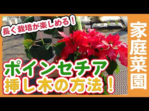 ポインセチアを再び咲かせる方法は次のとおりです。 植物