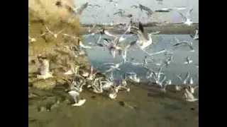 preview picture of video 'Incredible birds in mandvi kutch'