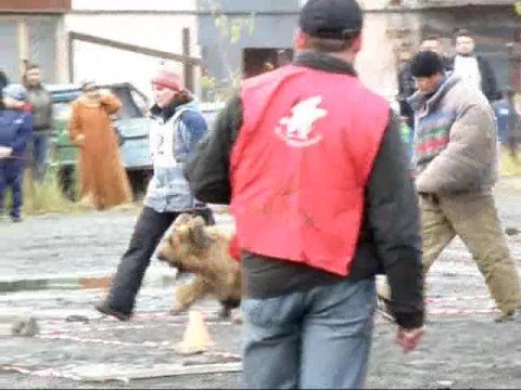 Briard Monika, Russian Ring