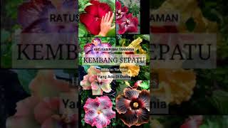Download lagu List RATUSAN nama Jenis BUNGA SEPATU (Hibiscus Varieties) yang ada di dunia mp3 Download lagu List RATUSAN nama Jenis BUNGA SEPATU (Hibiscus Varieties) yang ada di dunia mp3
