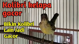 Download lagu Sangat Ampuh Bikin Korlap Lain Gacor - Pancingan Kolibri Kelapa Gacor mp3 Download lagu Sangat Ampuh Bikin Korlap Lain Gacor - Pancingan Kolibri Kelapa Gacor mp3