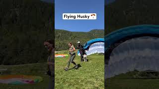 This Husky loves flying (and her reaction is so cute)