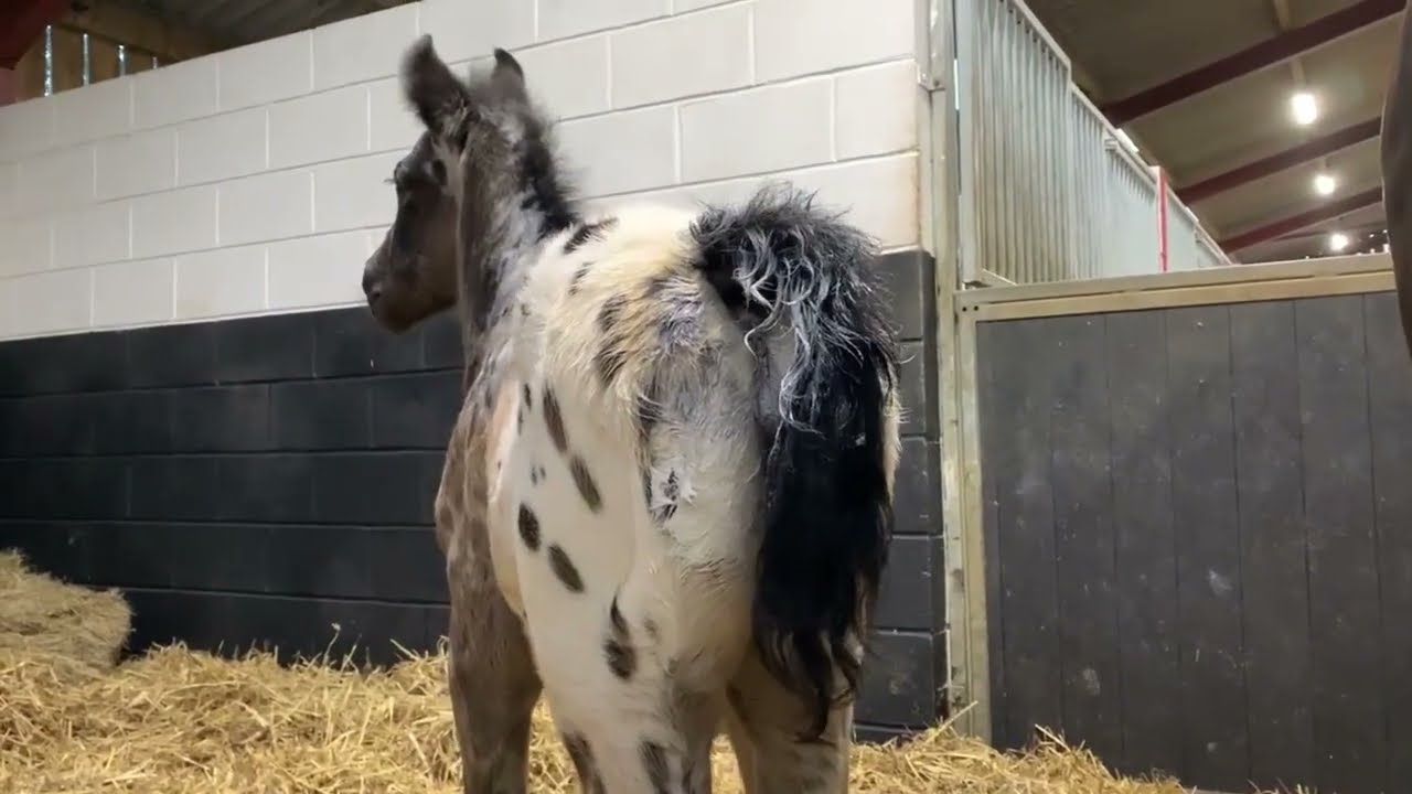 Hestevard Profix ADVANCED Paste