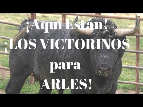 ‼️¡Lidiamos En ARLES! LOS Toros VICTORINOS para Nuestra Corrida de Toros