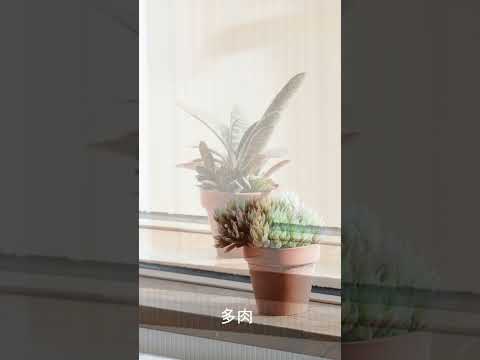 庭やテラスにぴったりの素朴で親しみやすいつる性植物 6 選  庭園