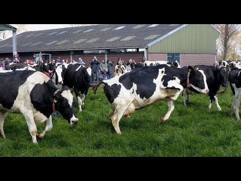 , title : 'Koeiendans Melkveebedrijf van Leeuwen / Heenvliet 2019'
