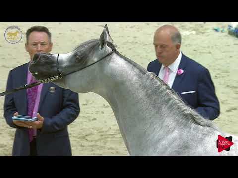 N.194 SUNDOWN KA - Dubai 2019 - Stallions 4- 6 years old