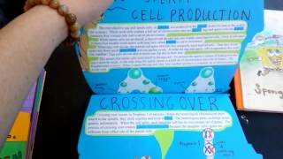cell division children's books