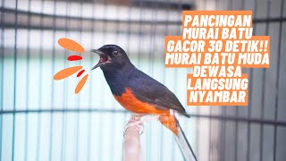 Download lagu Pancingan Murai Batu Gacor 30 Detik!! Murai Batu Muda Dewasa Langsung Nyambar || Voice of Murai Batu mp3 Download lagu Pancingan Murai Batu Gacor 30 Detik!! Murai Batu Muda Dewasa Langsung Nyambar || Voice of Murai Batu mp3