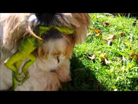 Bobby the iguana killer