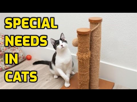 Does My Cat Have Special Needs?