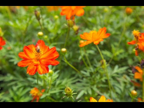 jardim sensacional das borboletas  #shorts  sensational butterfly garden