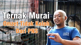 Download lagu Usaha Ternak Murai Batu Untuk Mata Pencaharian mp3 Download lagu Usaha Ternak Murai Batu Untuk Mata Pencaharian mp3